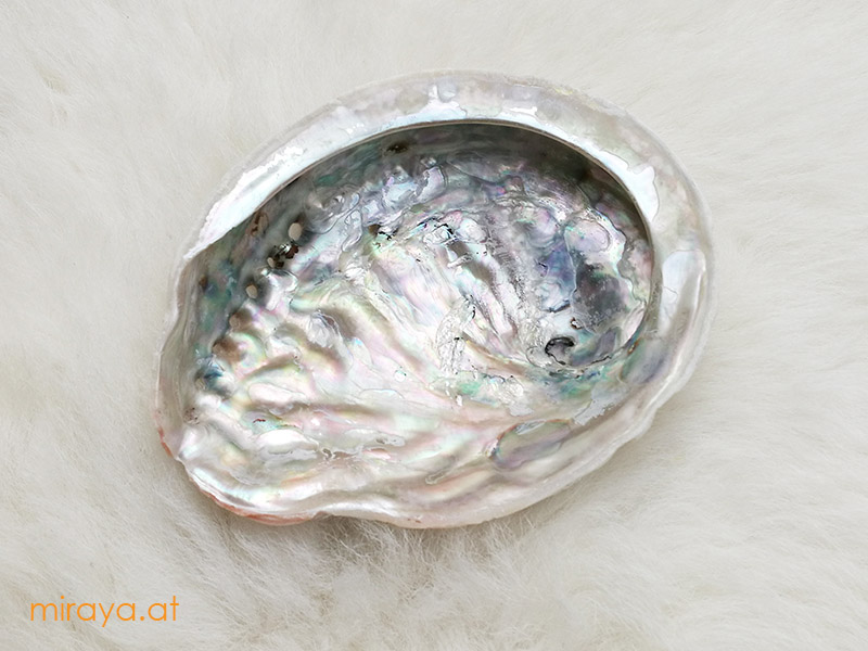 Abalone Muschel Bild 1