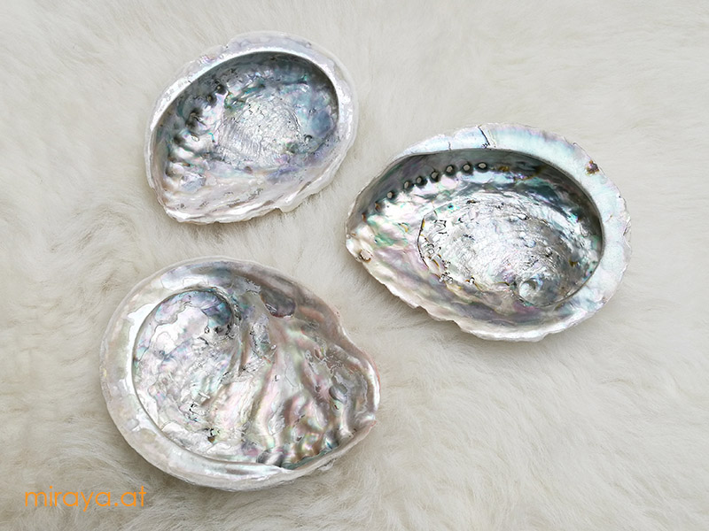 Abalone Muschel Bild 2